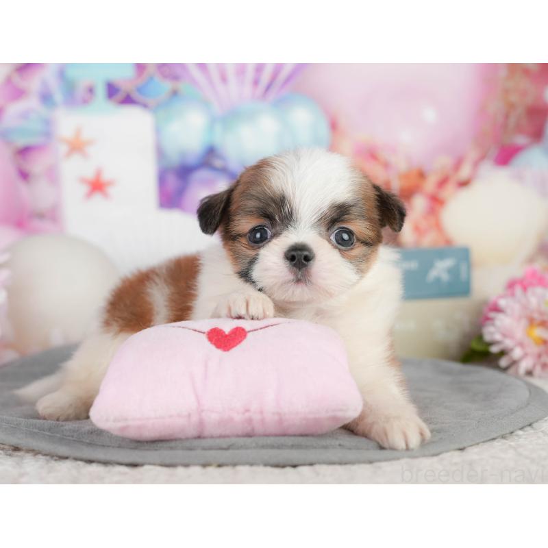 販売中の千葉県のミックス犬-448130の10枚目