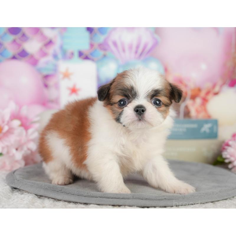 販売中の千葉県のミックス犬-448130の8枚目