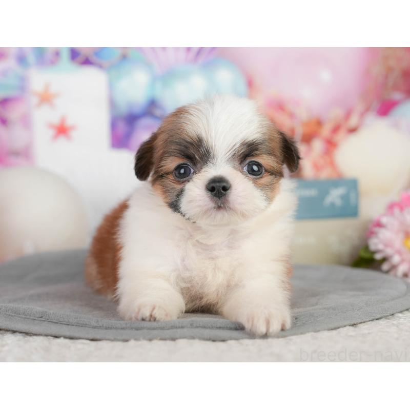 販売中の千葉県のミックス犬-448130の7枚目