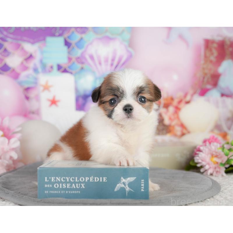 販売中の千葉県のミックス犬-448130の6枚目