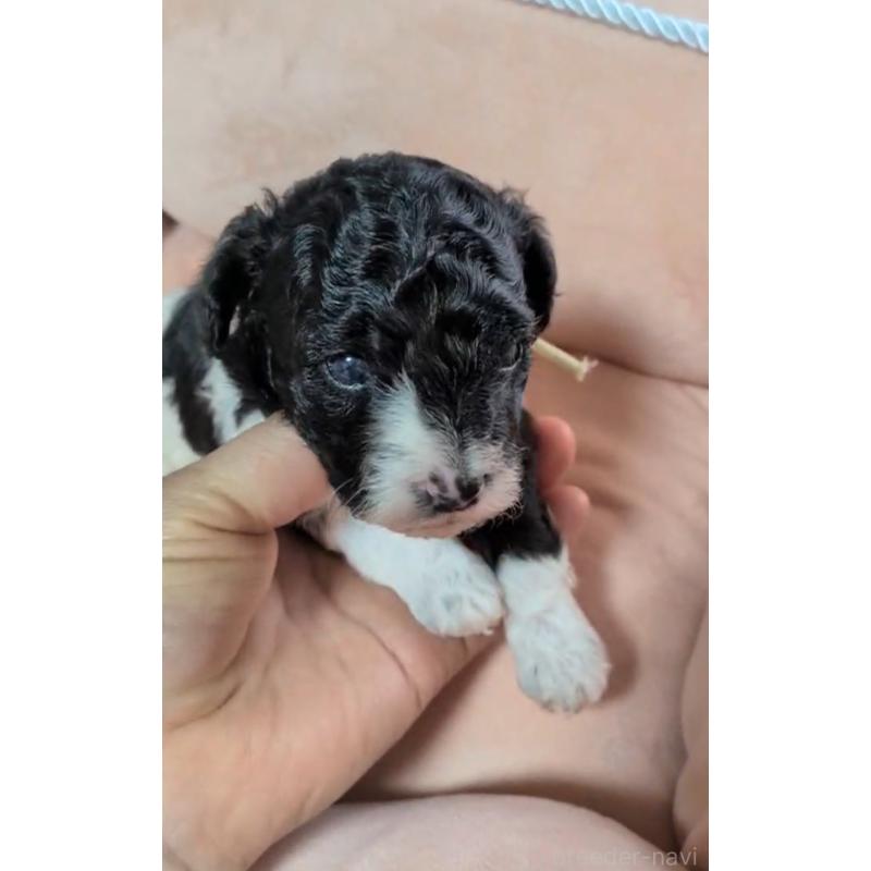 販売中の北海道のタイニープードル-444438