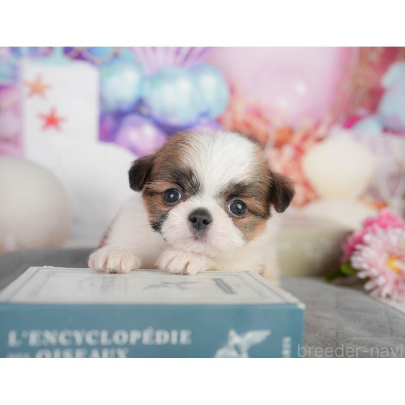 販売中の千葉県のミックス犬-448130の5枚目