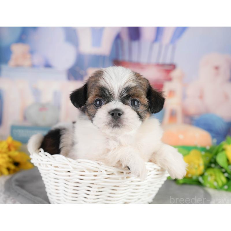 販売中の千葉県のミックス犬-448129の1枚目