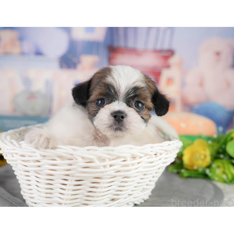 販売中の千葉県のミックス犬-448129の11枚目