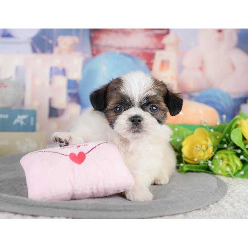 販売中の千葉県のミックス犬-448129の10枚目