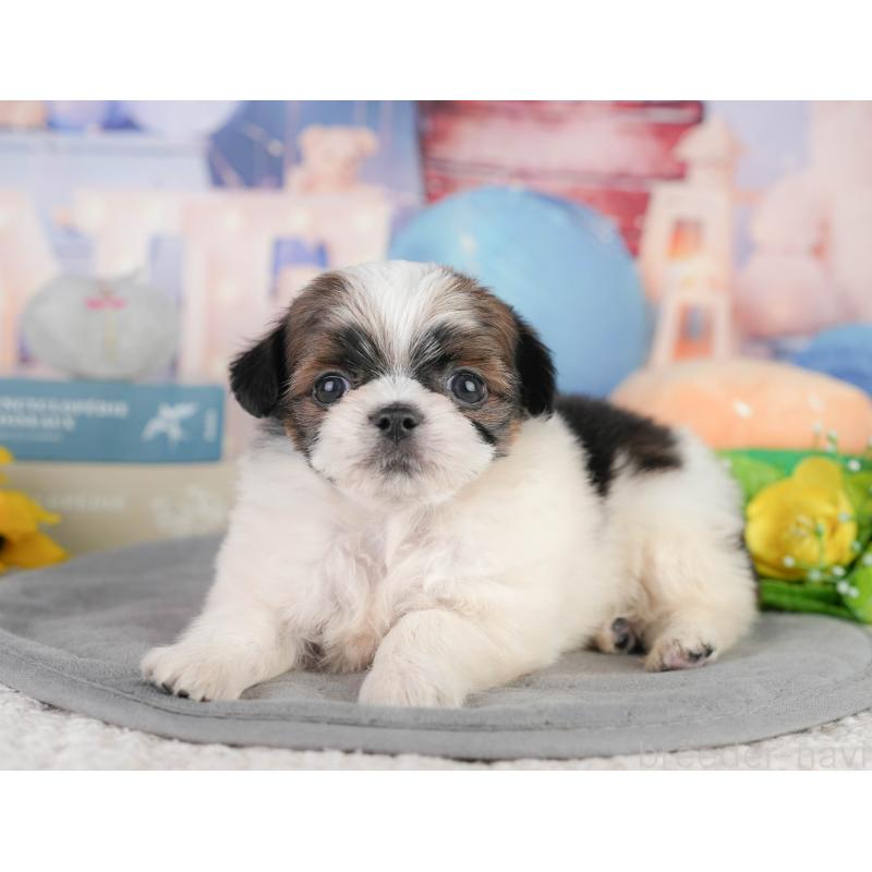 販売中の千葉県のミックス犬-448129の7枚目