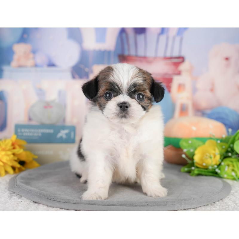 販売中の千葉県のミックス犬-448129の5枚目