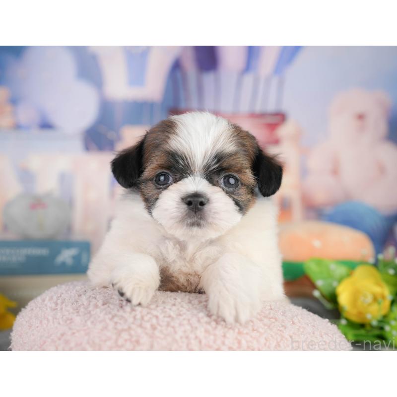 販売中の千葉県のミックス犬-448129の4枚目