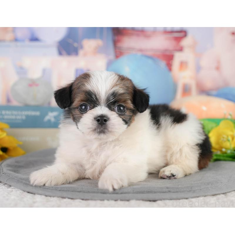 販売中の千葉県のミックス犬-448129の3枚目