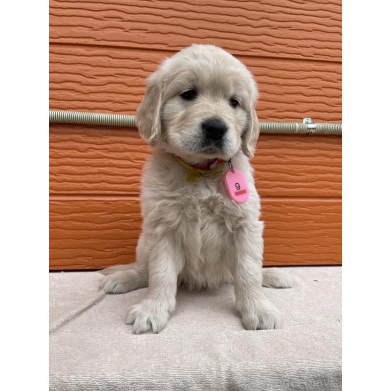 販売中の茨城県のゴールデンレトリーバー-447956の7枚目