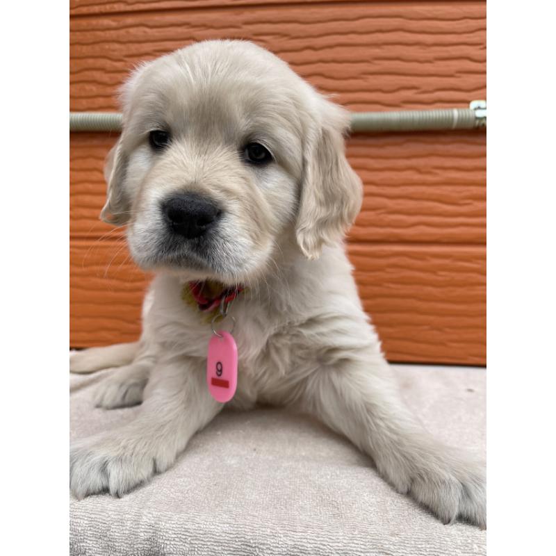 販売中の茨城県のゴールデンレトリーバー-447956の4枚目