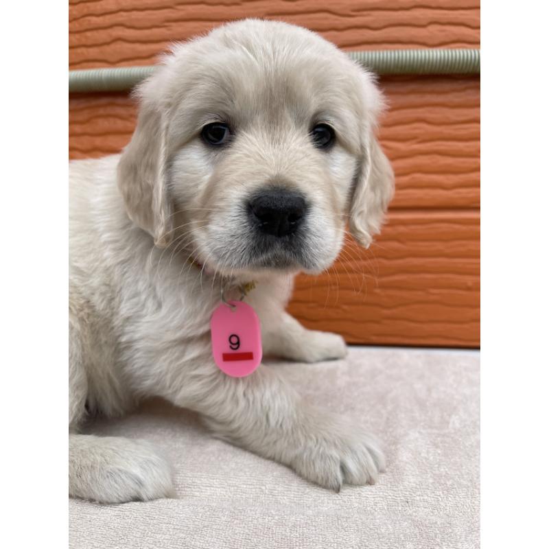 販売中の茨城県のゴールデンレトリーバー-447956の3枚目