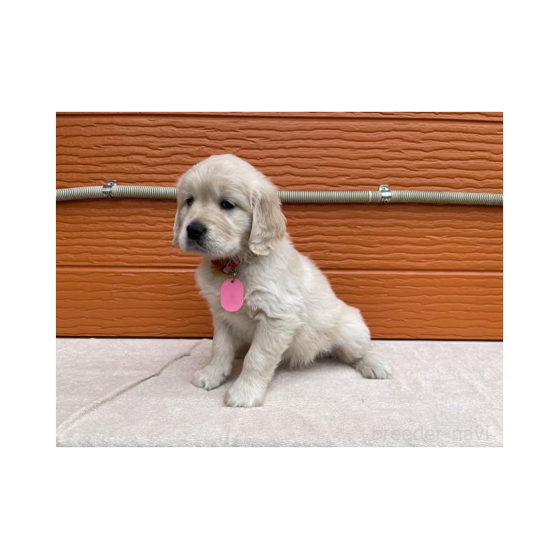 販売中の茨城県のゴールデンレトリーバー-447956の2枚目