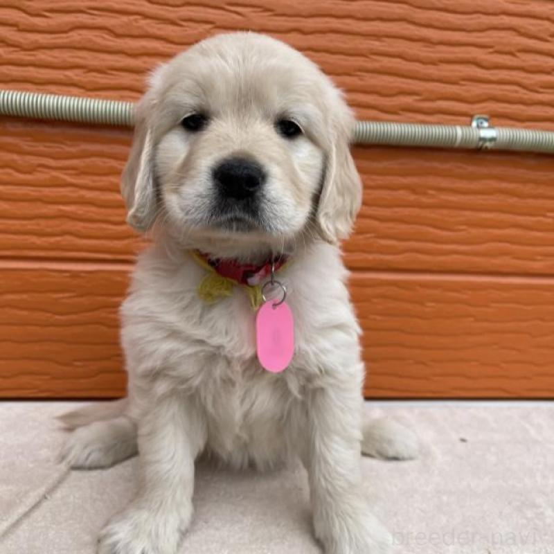 販売中の茨城県のゴールデンレトリーバー-447956の1枚目