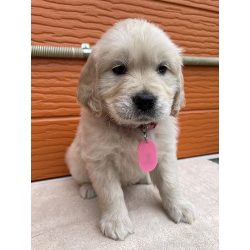 販売中の茨城県のゴールデンレトリーバー-447957の4枚目