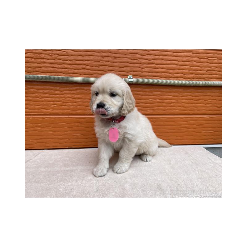 販売中の茨城県のゴールデンレトリーバー-447957の5枚目