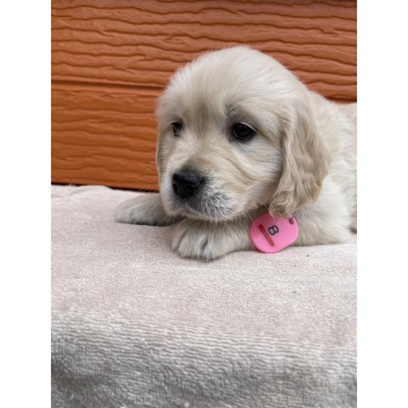 販売中の茨城県のゴールデンレトリーバー-447957の3枚目