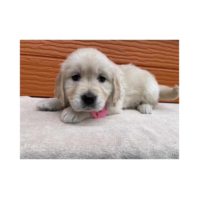 販売中の茨城県のゴールデンレトリーバー-447957の2枚目