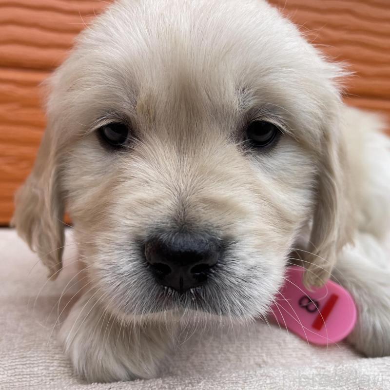 販売中の茨城県のゴールデンレトリーバー-447957の1枚目