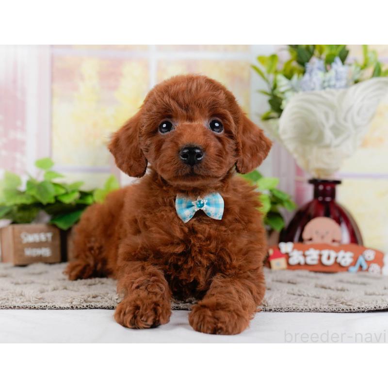 成約済の神奈川県のトイプードル-448182の12枚目