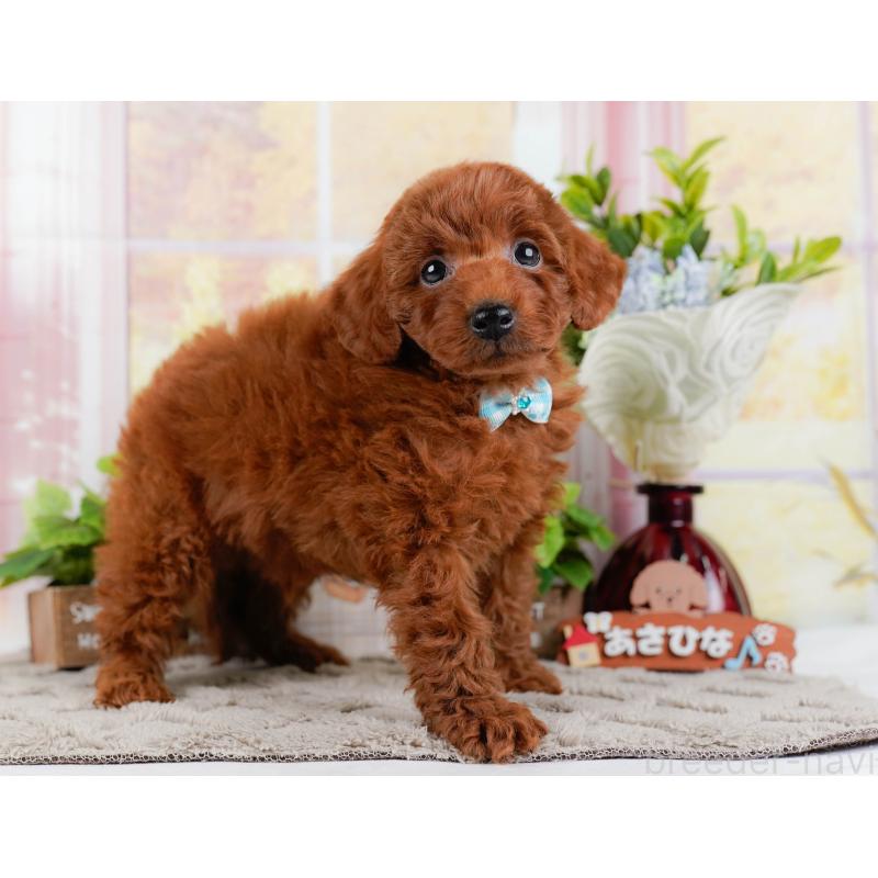 成約済の神奈川県のトイプードル-448182の11枚目