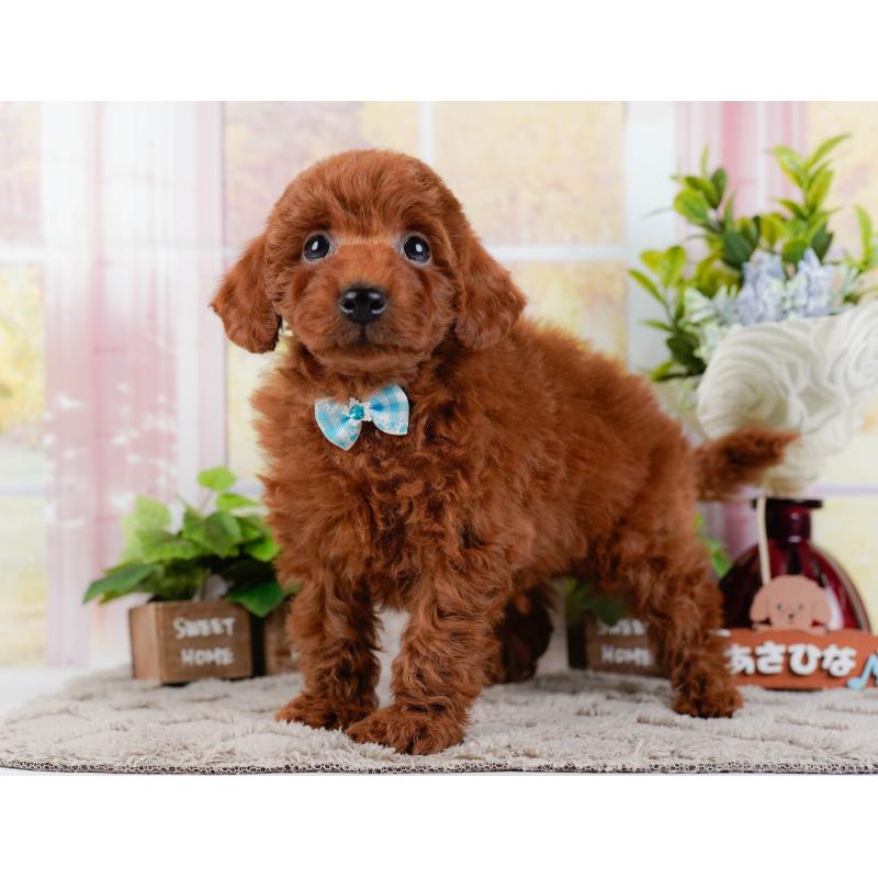 成約済の神奈川県のトイプードル-448182の10枚目