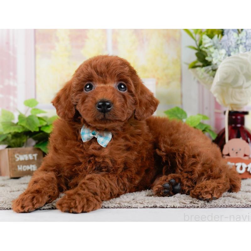 成約済の神奈川県のトイプードル-448182の9枚目