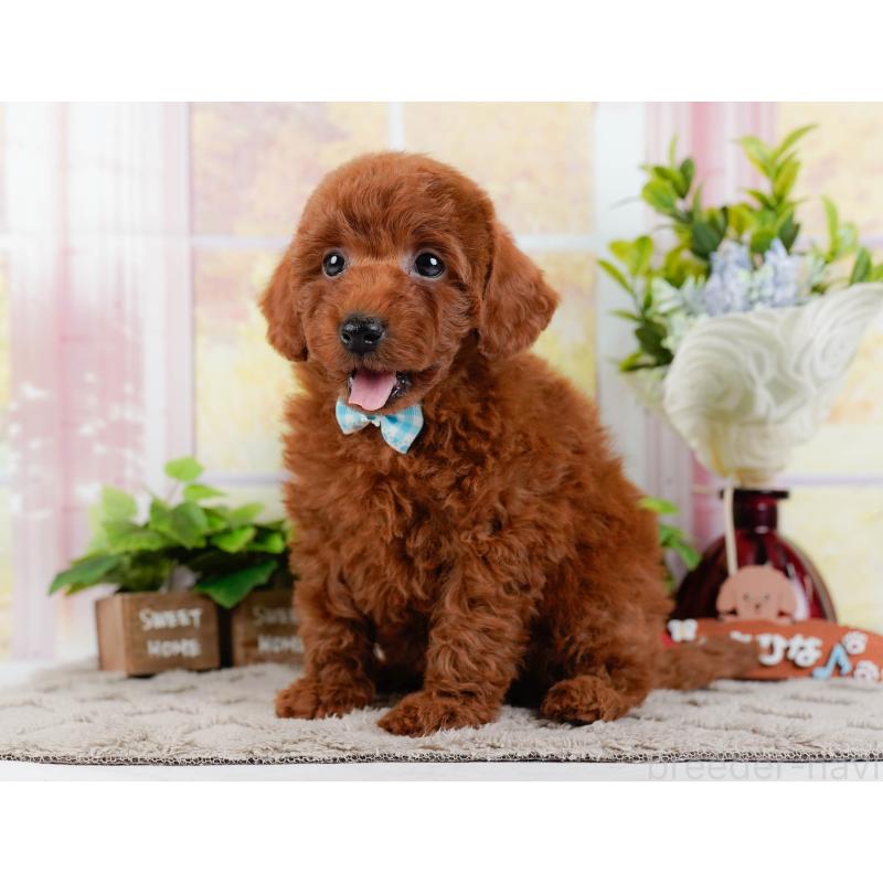 成約済の神奈川県のトイプードル-448182の8枚目