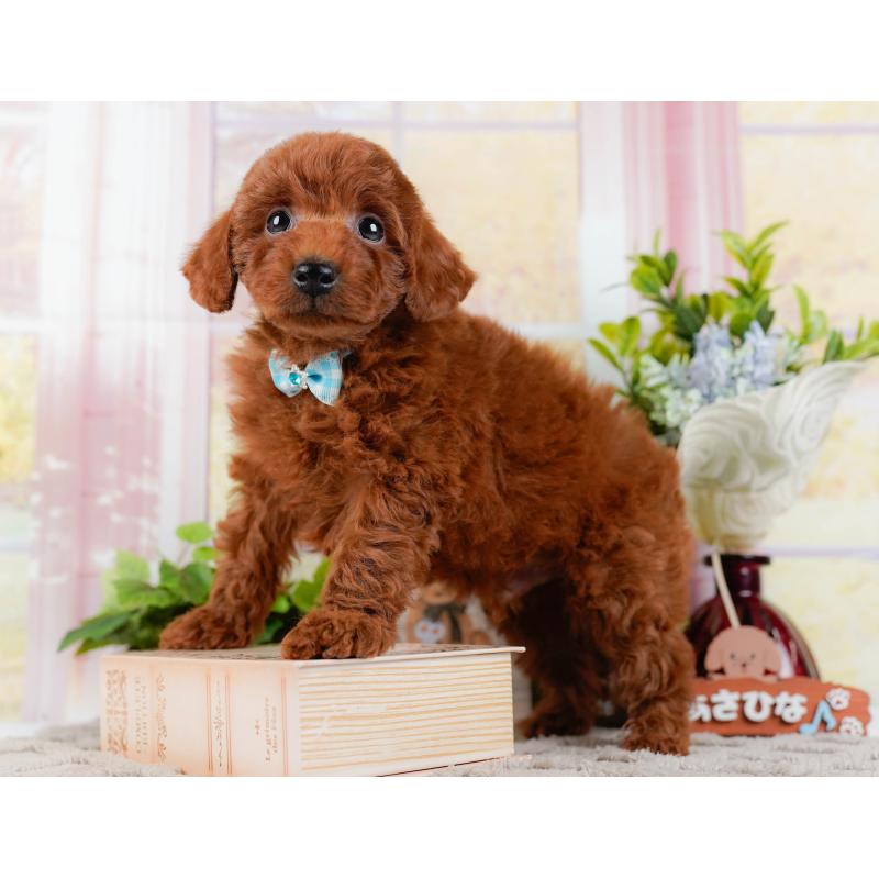 成約済の神奈川県のトイプードル-448182の7枚目