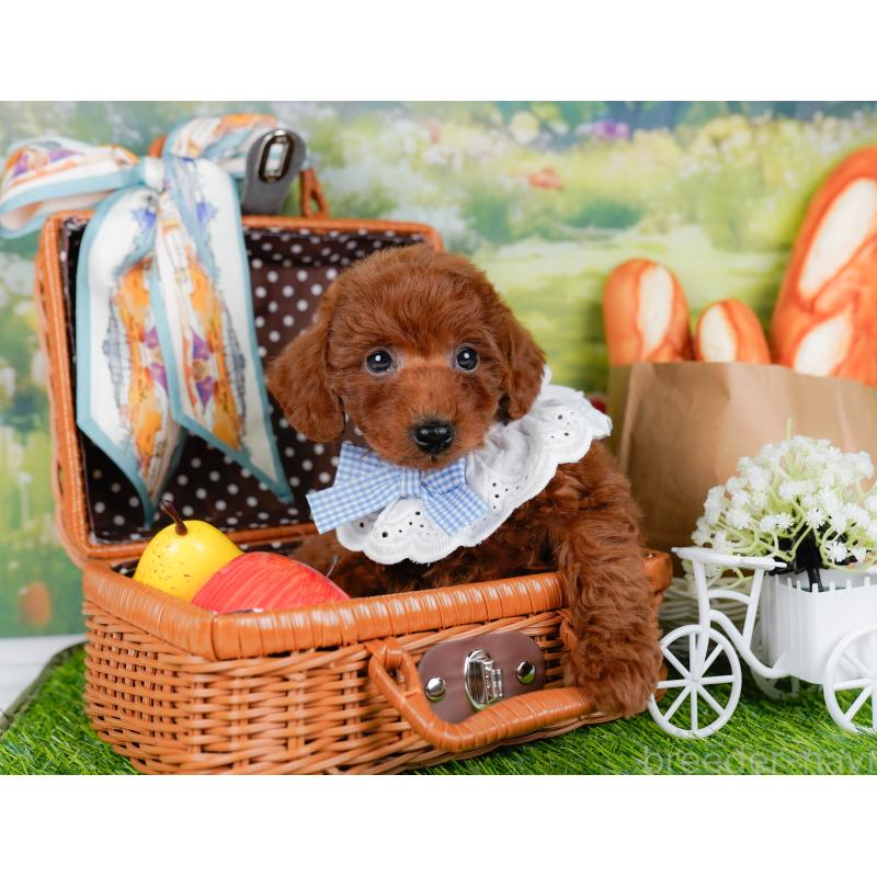 成約済の神奈川県のトイプードル-448182の6枚目