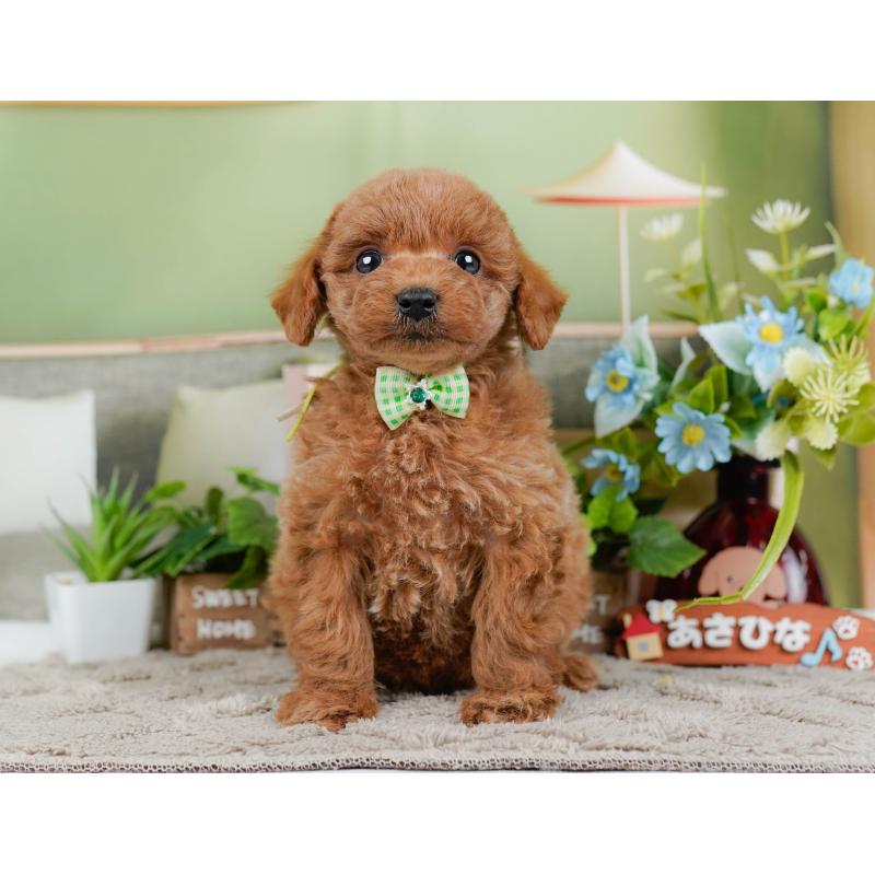 販売中の神奈川県のトイプードル-448190の13枚目