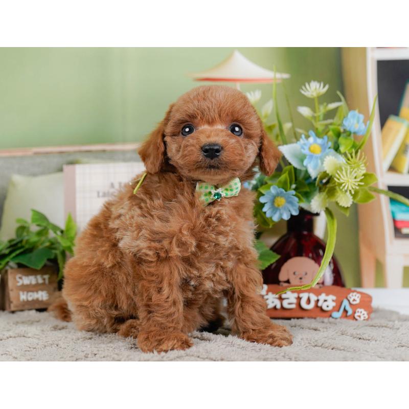 販売中の神奈川県のトイプードル-448190の12枚目