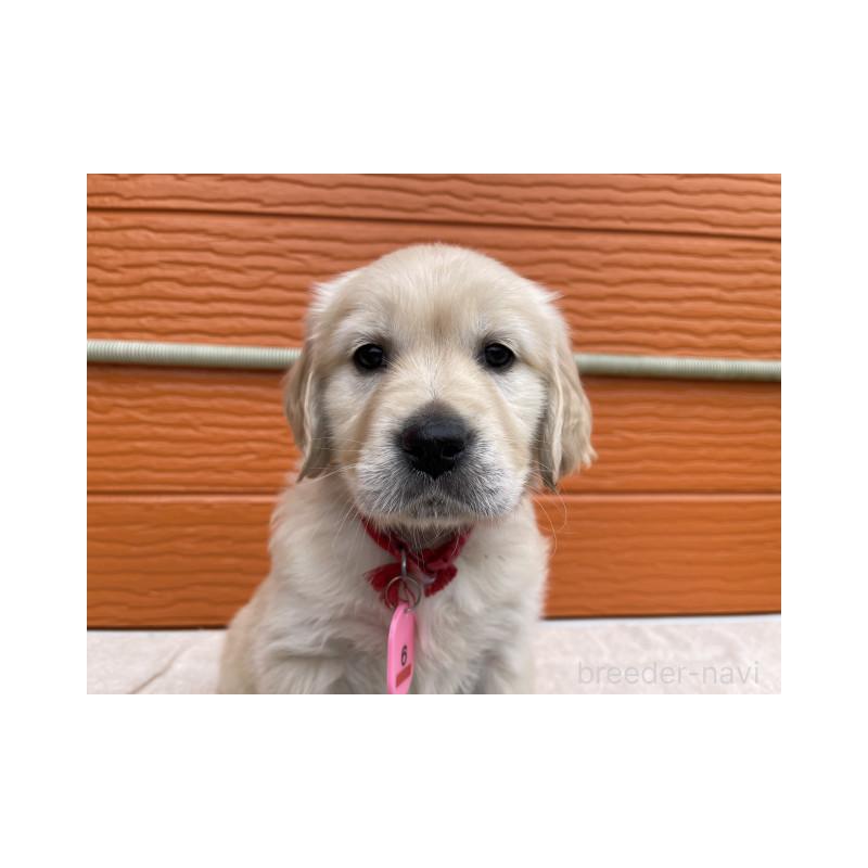 販売中の茨城県のゴールデンレトリーバー-447958の8枚目