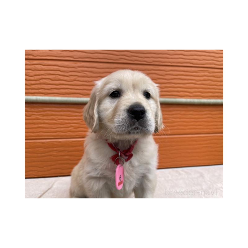 販売中の茨城県のゴールデンレトリーバー-447958の6枚目