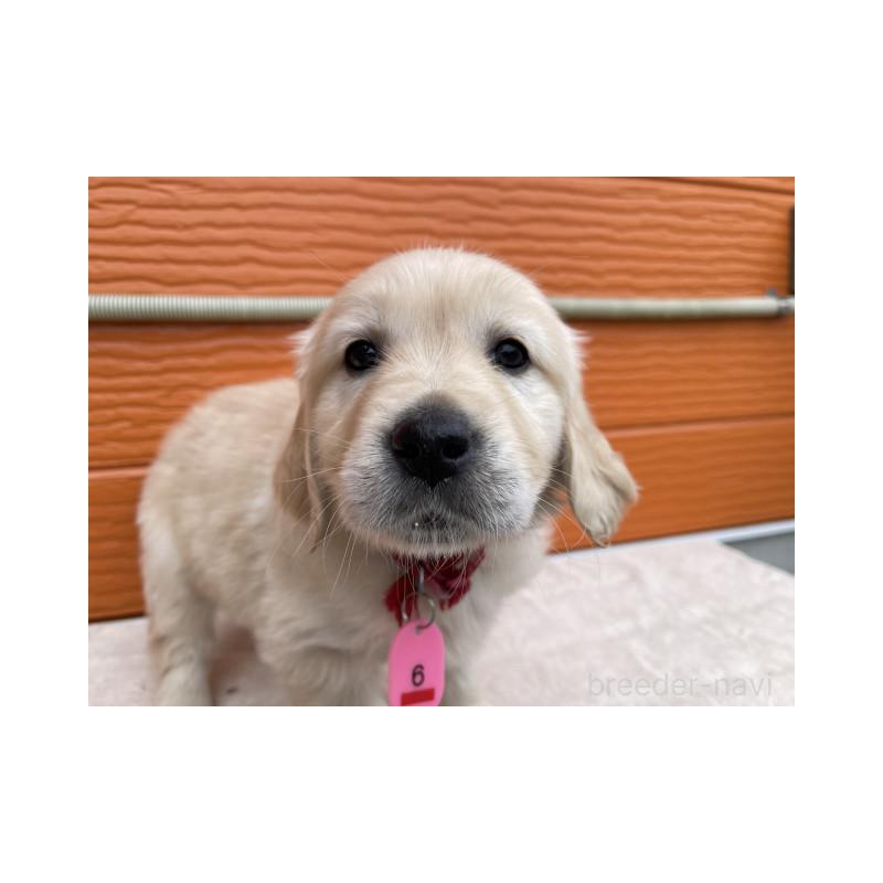 販売中の茨城県のゴールデンレトリーバー-447958の4枚目