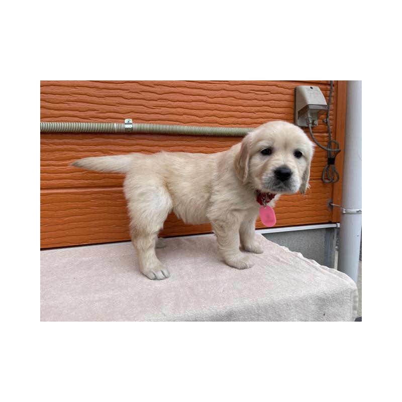 販売中の茨城県のゴールデンレトリーバー-447958の3枚目