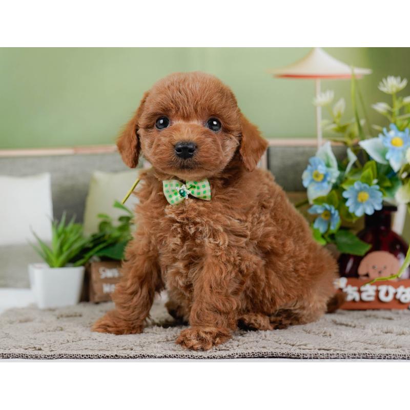 販売中の神奈川県のトイプードル-448190の9枚目