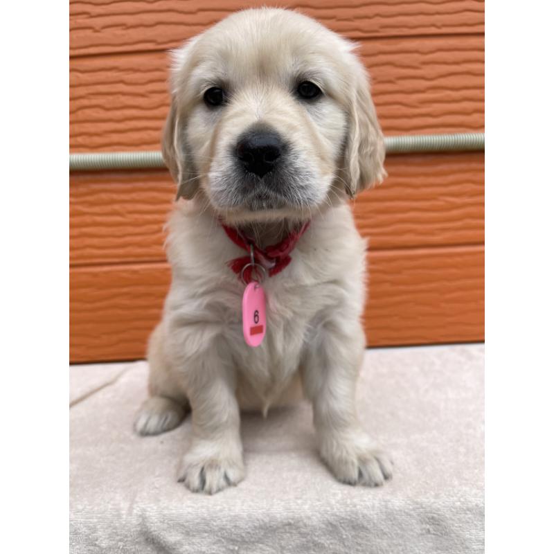 販売中の茨城県のゴールデンレトリーバー-447958の2枚目