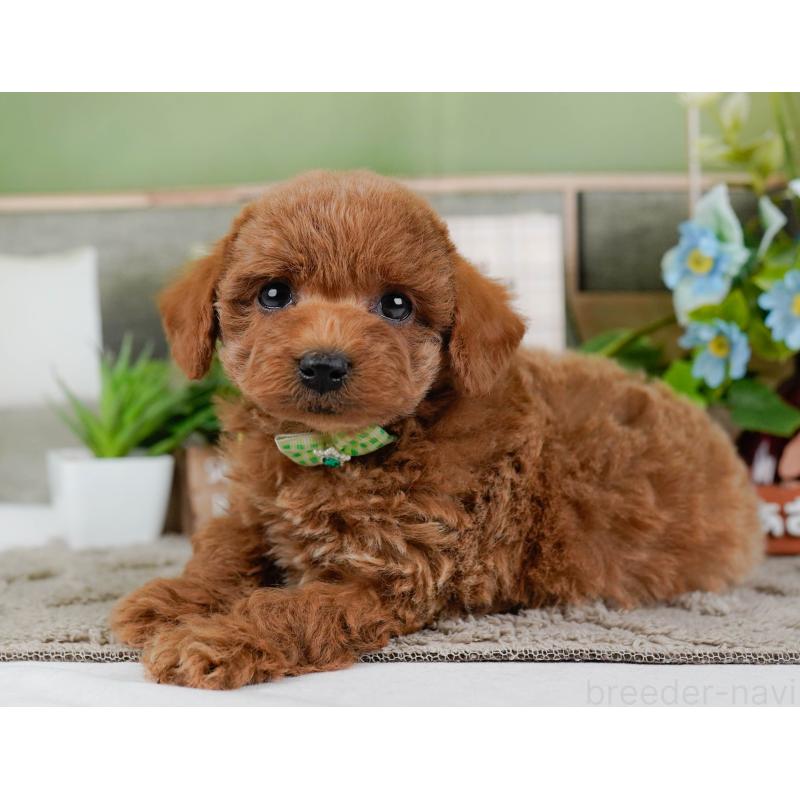 販売中の神奈川県のトイプードル-448190の8枚目