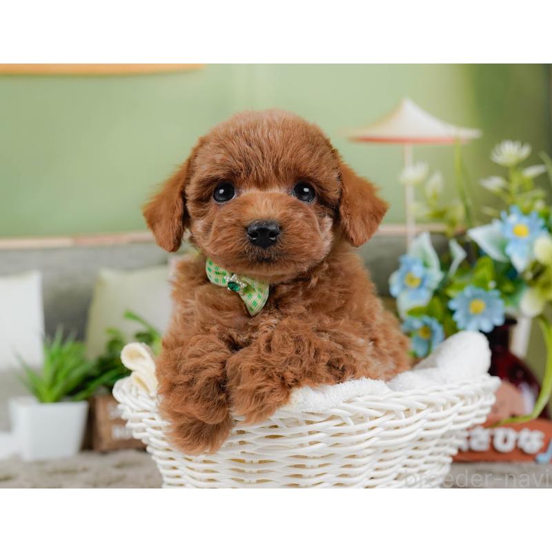 販売中の神奈川県のトイプードル-448190の7枚目