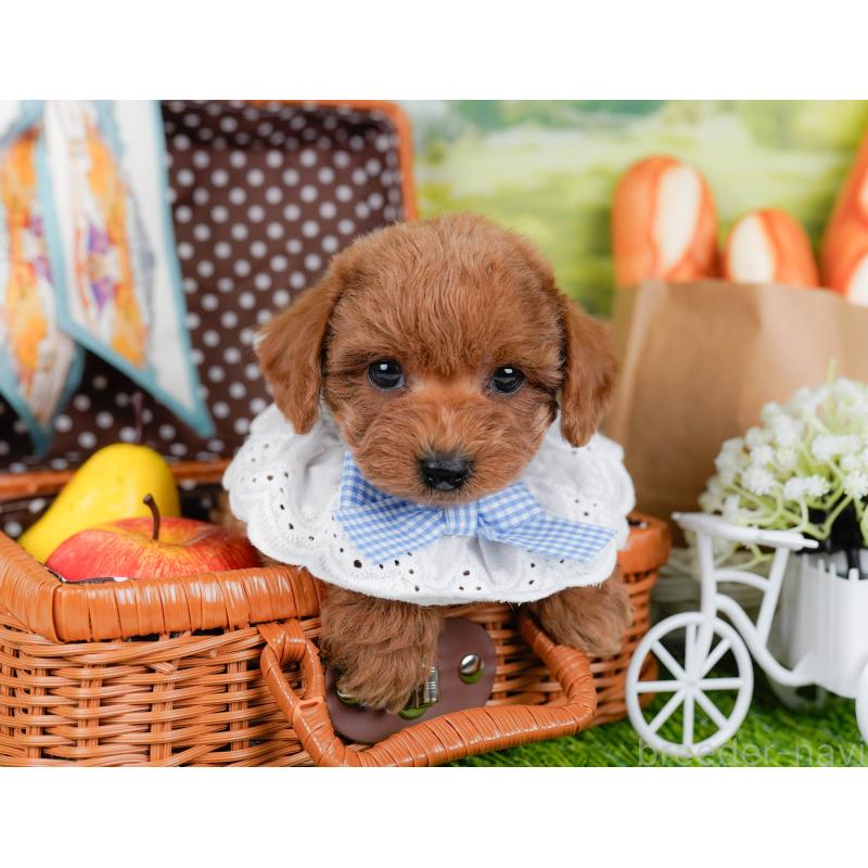 販売中の神奈川県のトイプードル-448190の6枚目