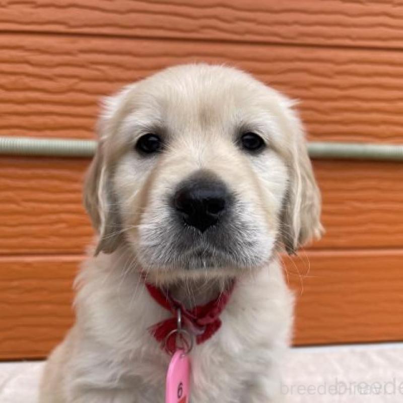 販売中の茨城県のゴールデンレトリーバー-447958の1枚目