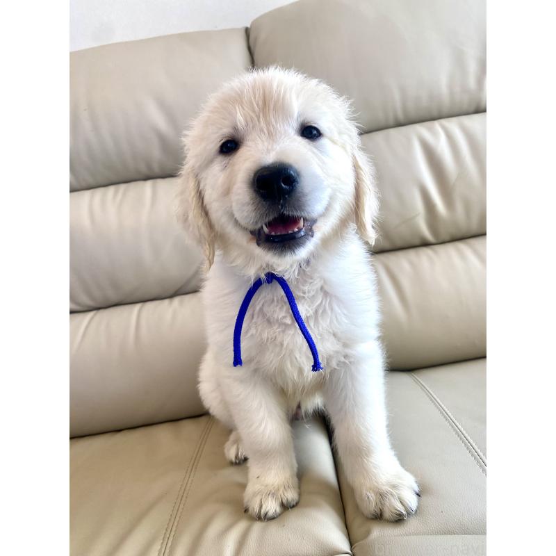 販売中の東京都のゴールデンレトリーバー-440367の22枚目