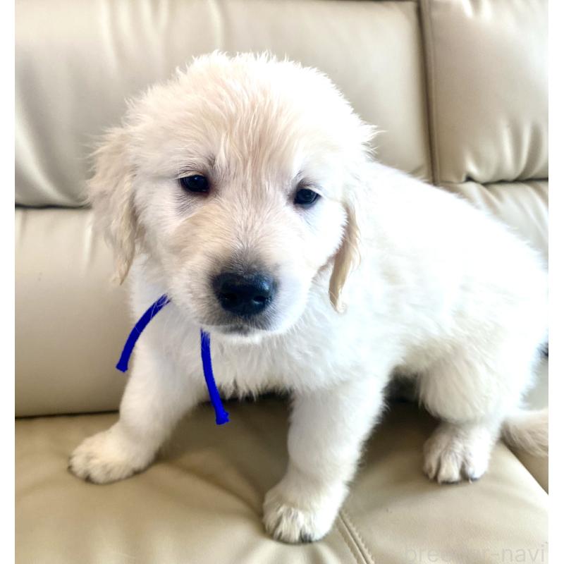 販売中の東京都のゴールデンレトリーバー-440367の21枚目