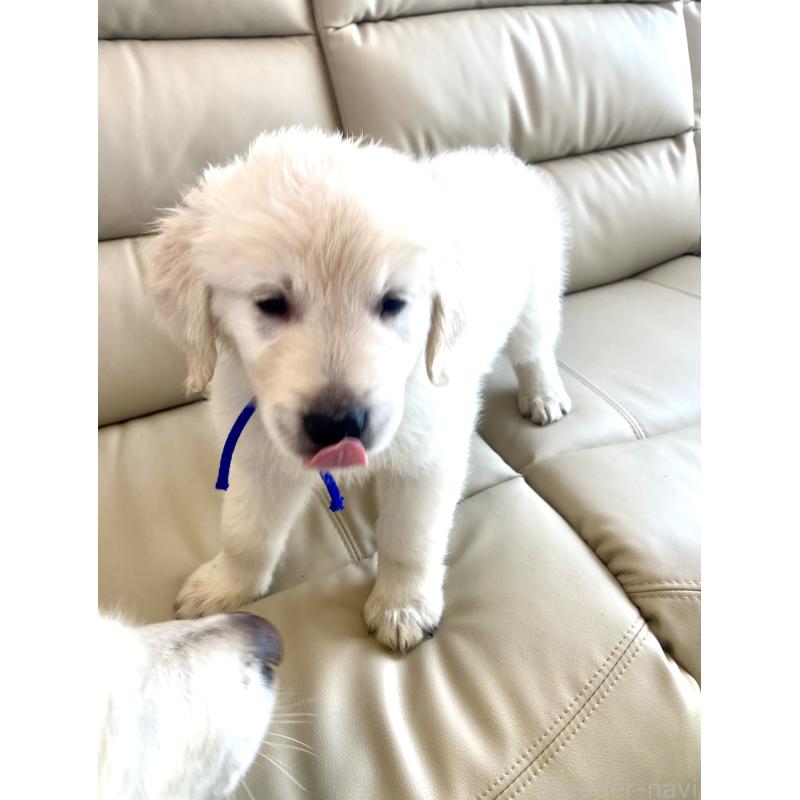 販売中の東京都のゴールデンレトリーバー-440367の20枚目