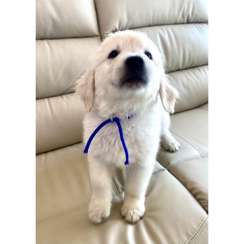 販売中の東京都のゴールデンレトリーバー-440367の19枚目