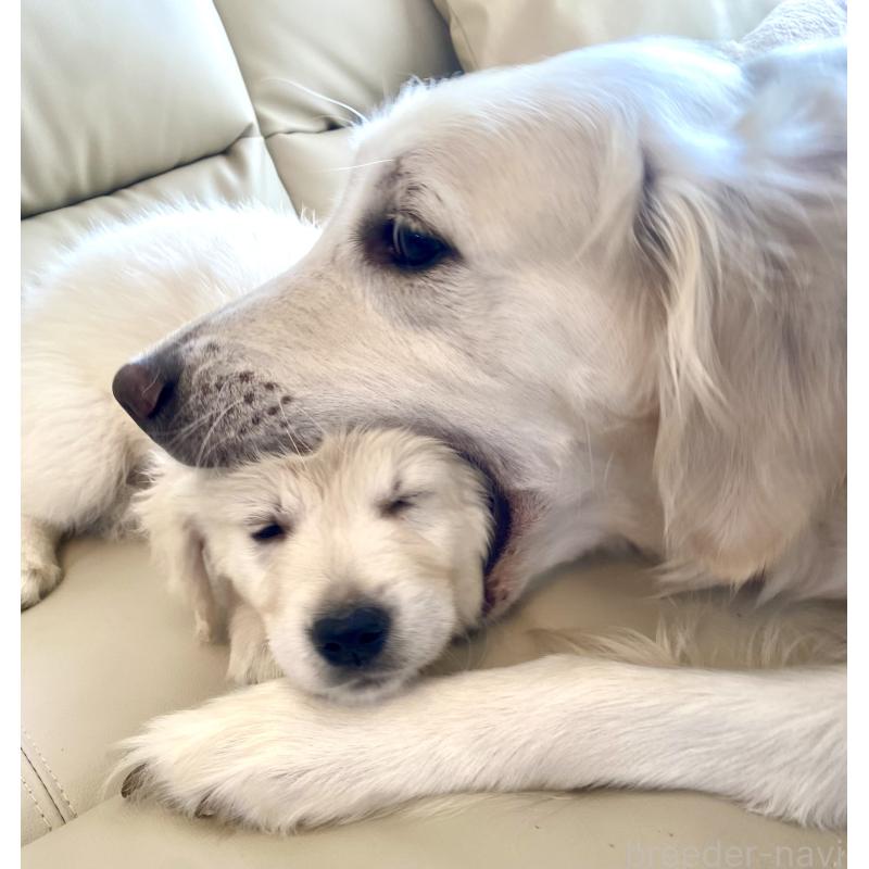 販売中の東京都のゴールデンレトリーバー-440367の18枚目