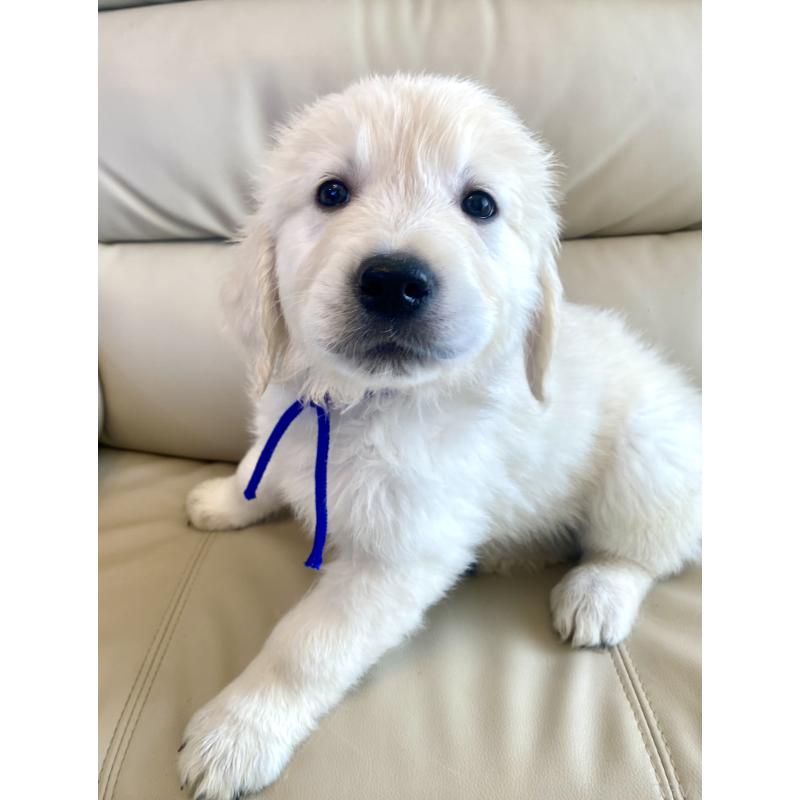 販売中の東京都のゴールデンレトリーバー-440367の17枚目