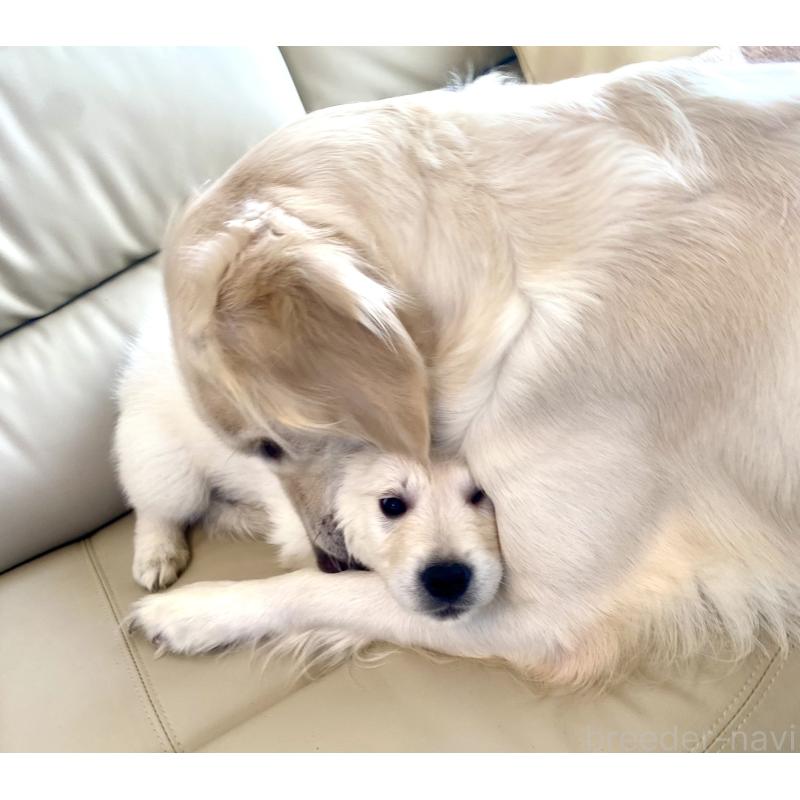 販売中の東京都のゴールデンレトリーバー-440367の16枚目