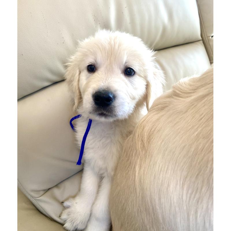 販売中の東京都のゴールデンレトリーバー-440367の15枚目